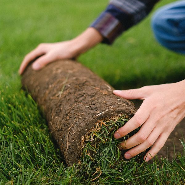 Freshly laid green sod covering a large backyard lawn area