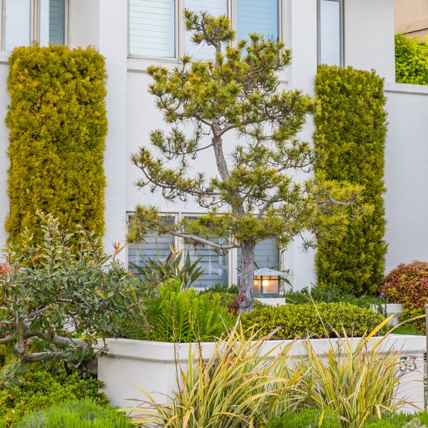 Complete front yard transformation with new landscaping, mulch beds, and plantings