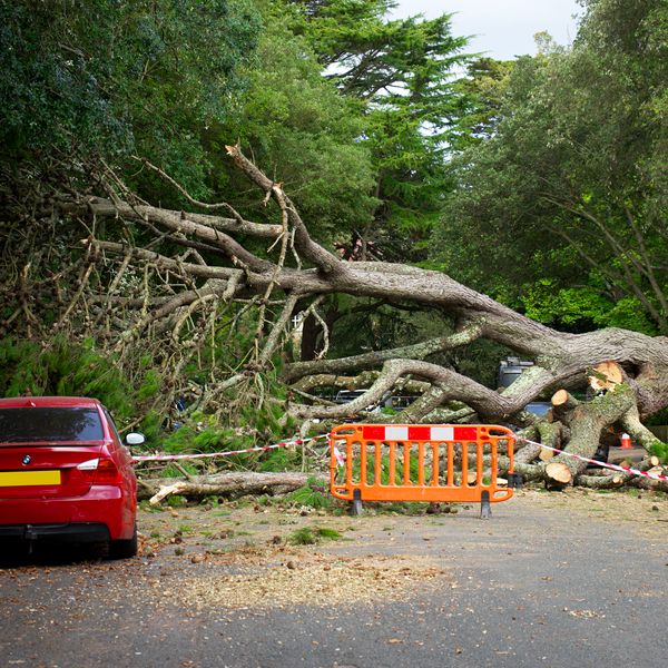 Storm debris cleared from a driveway and yard with branches hauled away