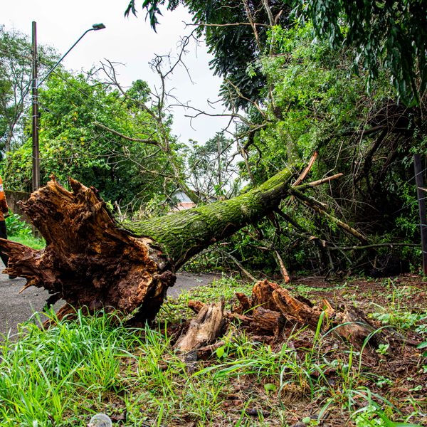 Crew removing a large fallen tree after a storm with chainsaws and hauling equipment
